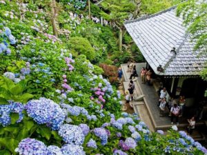 Vườn hoa Cẩm Tú tại Nhật Bản