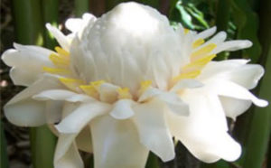 Hoa sen đa lộc trắng