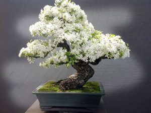 Cây Mã Thiên Hương bonsai rất đẹp mắt