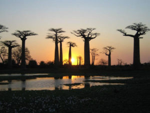 Cây Bao Báp có nhiều loại, chủ yếu ở Châu Phi