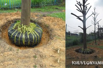 Kỹ thuật trồng và chăm sóc cây bàng Đài Loan đúng cách