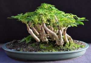 Cây ngũ gia bì bonsai