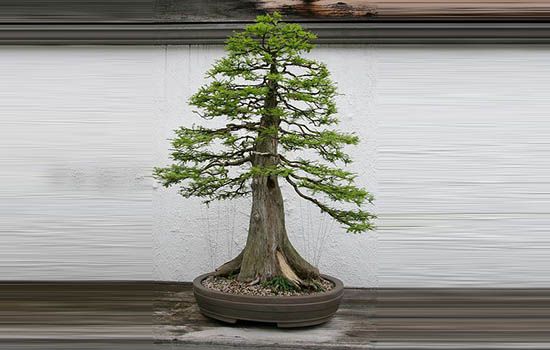 Cây bonsai là gì