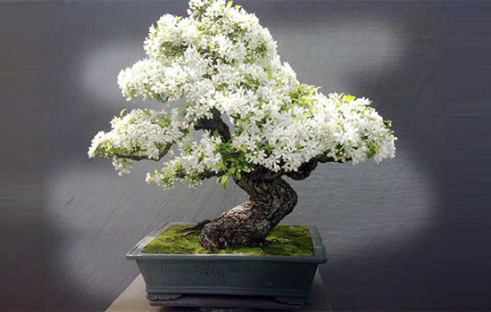 Cây bonsai là gì