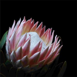 King Protea màu hồng