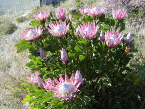 Cây hoa Protea