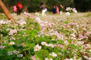 Cây hoa Tam Giác Mạch tại Hà Giang
