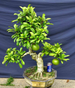 Cây Đào Tiên bonsai