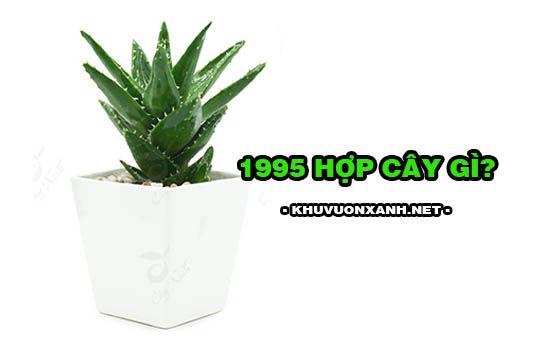 Tuổi hợi 1995 hợp cây gì