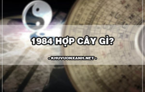 1984 hợp cây gì? Cách chọn cây phong thủy tuổi tý 1984