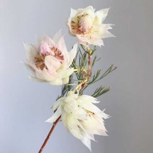 Hoa Ngọc Sắc thường mọc thành từng chùm