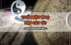 Tuổi mậu ngọ hợp cây gì? Hướng dẫn chọn cây phong thủy tuổi mậu ngọ