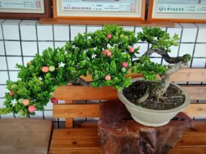 Cây Siro bonsai rất đẹp mắt
