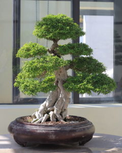 Chậu mai chấn thủy bonsai