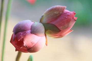 Cây hoa sen – Loài hoa của sự thuần khiết và tôn nghiêm