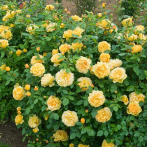 Charlotte rose khá sai hoa, hoa màu vàng sang trọng và quyến rũ