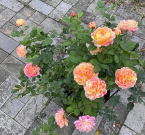 Cây hoa Claude Monet rose trồng trang trí trước nhà
