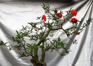 Cây hoa lựu bonsai