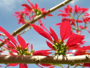 Lá bắc màu đỏ khiến nhiều người dễ nhầm là hoa của cây hoa Trạng Nguyên