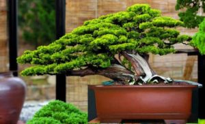 Cây trắc bách diệp bonsai