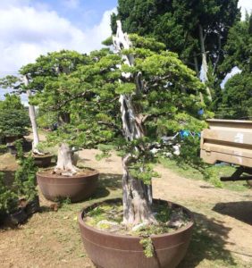 Chậu cây trắc bá bonsai