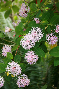 Hoa cây Dais Continifolia